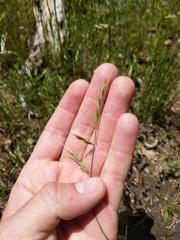 Festuca microstachys