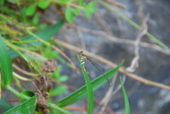 Platycnemis phyllopoda