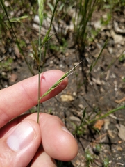Festuca microstachys