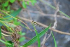 Platycnemis phyllopoda