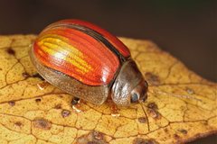 Paropsisterna hectica