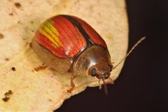 Paropsisterna hectica