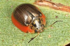 Paropsisterna agricola
