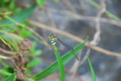 Platycnemis phyllopoda