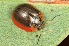 Paropsisterna agricola