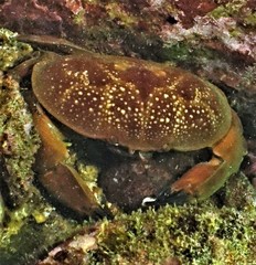 Atergatis integerrimus