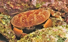 Atergatis integerrimus