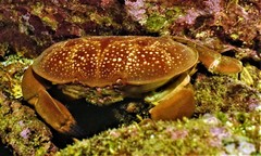 Atergatis integerrimus