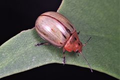 Paropsides catherinae