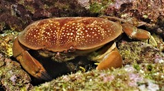 Atergatis integerrimus