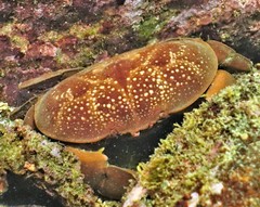 Atergatis integerrimus
