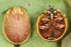Paropsis rubidipes
