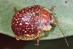 Paropsis tasmanica
