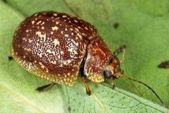Paropsis tasmanica