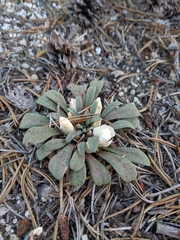 Lewisia kelloggii