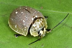 Paropsis aegrota elliotti