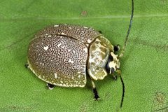 Paropsis aegrota elliotti