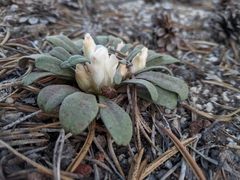 Lewisia kelloggii