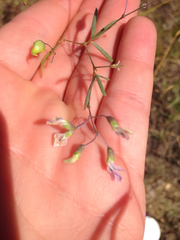 Pediomelum linearifolium