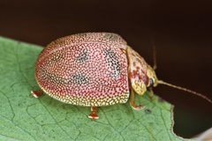 Paropsis deboeri