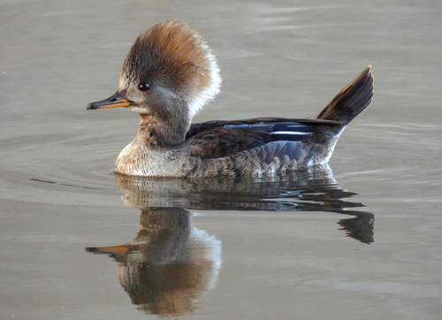 Hooded Merganser, photo 5 of 9