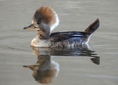 Hooded Merganser photo 4