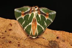 Chlorodes boisduvalaria