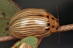 Paropsisterna trimaculata