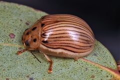 Paropsisterna trimaculata