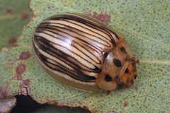 Paropsisterna insignita