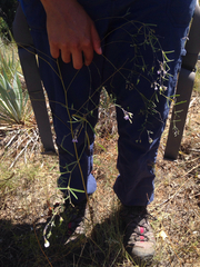 Pediomelum linearifolium