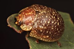 Paropsis variolosa