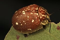 Paropsis marmorea