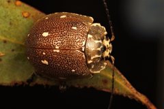 Paropsis aegrota