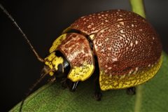 Paropsis bella