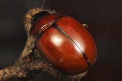 Paropsisterna rufobrunnea