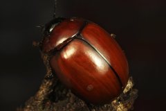 Paropsisterna rufobrunnea