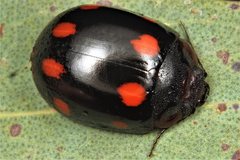 Paropsisterna octosignata