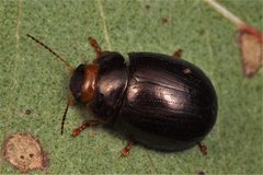Paropsisterna rufipes