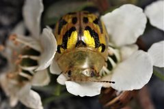 Paropsisterna obliterata