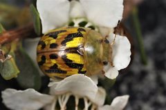 Paropsisterna obliterata