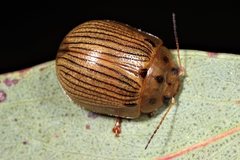 Paropsisterna lignea