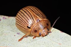 Paropsisterna lignea