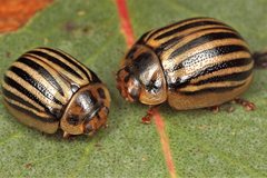 Paropsisterna lignea