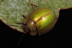 Paropsisterna hectica