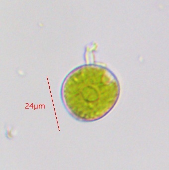 Microthamniales