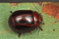 Paropsisterna stygia