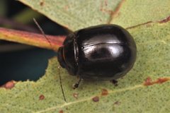 Paropsisterna stygia