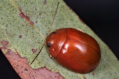 Paropsisterna aequalis