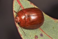 Paropsisterna aequalis